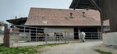 Stallgebäude mit rötlichem Wellplattendach, davor Metallgatter und Kies, dahinter stehen zwei braune und ein weisses Pferd