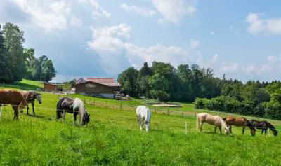Pferde grasen auf der Weide, im Hintergrund der Hof und ein Waldstück unter Wolkenhimmel