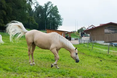 Ein cremefarbenes Pferd mit weisser Mähne und wehendem Schweif grast auf der Weide, dahinter Holzställe und ein Wohnhaus