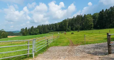 Metallgatter und Kies am Rand der Weide, in der Ferne grasen Pferde, dahinter Wald und Wolkenhimmel