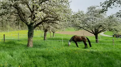 Blühende Obstbäume auf der Weide, ein braunes Pferd grast im Gras