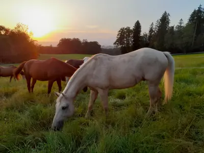 Ein helles Pferd grast im Abendlicht, dahinter weitere Pferde und die tiefstehende Sonne