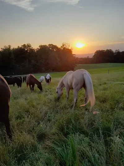 Die Sonne geht über dem Waldrand unter, auf der Weide grast ein helles Pferd