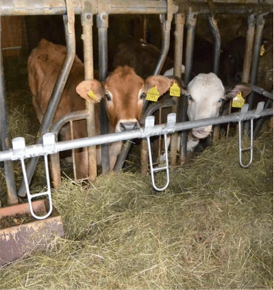 Rinder mit gelben Ohrmarken am Fressgitter im Stall, davor liegt Heu