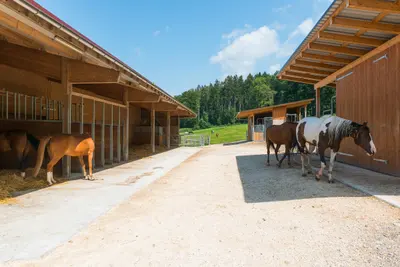Sonniger Platz zwischen zwei Holzställen: links Pferde bei den offenen Boxen, rechts ein braunes und ein braun-weiss geschecktes Pferd, hinten eine Weide mit Wald