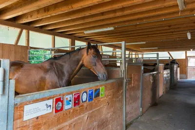 Ein braunes Pferd schaut über die Boxenwand, an der mehrere Plaketten hängen