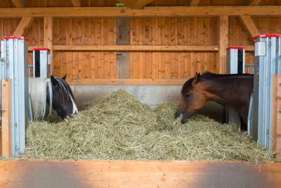 Zwei Pferde fressen von einem grossen Haufen Heu, links ein schwarz-weisses mit heller Mähne, rechts ein braunes