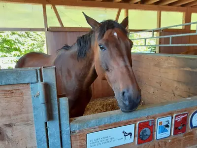Ein braunes Pferd mit kleinem weissem Stern schaut über die Boxenwand, unten an der Wand hängen Plaketten