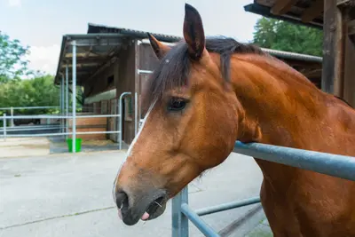 Ein braunes Pferd mit weisser Blesse schaut über eine Gatterstange, dahinter ein Holzstall und der Platz davor