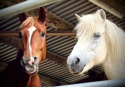 Ein rotbraunes Pferd mit weisser Blesse und ein weisses Pferd mit langer, zotteliger Mähne unter einem Wellblechdach