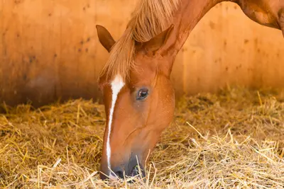 Ein rotbraunes Pferd mit weisser Blesse frisst im Stroh vor einer Holzwand