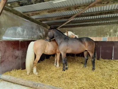 Ein helles Pferd mit cremefarbener Mähne und ein dunkelbraunes Pferd stehen im Stroh dicht beieinander, das dunkle hat den Kopf auf dem Rücken des hellen
