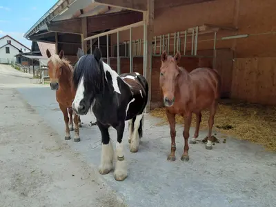 Drei Pferde stehen vor einem Holzstall, in der Mitte ein schwarz-weisses mit langer Mähne, links und rechts je ein rotbraunes