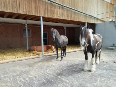 Ein dunkles und ein schwarz-weisses Pferd stehen vor dem Unterstand, dahinter liegt ein rotbraunes Pferd im Stroh