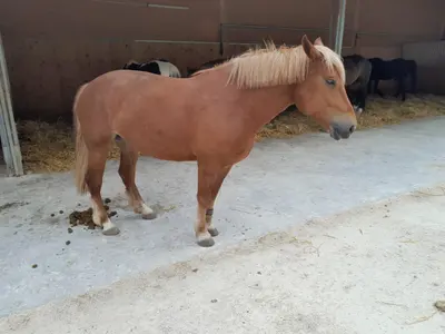 Ein rotbraunes Pferd mit heller Mähne steht auf dem Betonboden vor dem Stall, im Hintergrund fressen weitere Pferde im Stroh