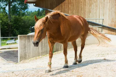 Ein rotbraunes Pferd mit heller Mähne und hellem Schweif geht über den Kiesplatz vor dem Holzstall
