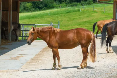 Ein rotbraunes Pferd steht auf dem Kiesplatz, dahinter eine grüne Weide, rechts zwei weitere Pferde von hinten