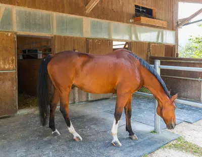 Ein braunes Pferd mit schwarzem Schweif und weissen Abzeichen an den Beinen senkt den Kopf auf dem Platz vor den Boxen