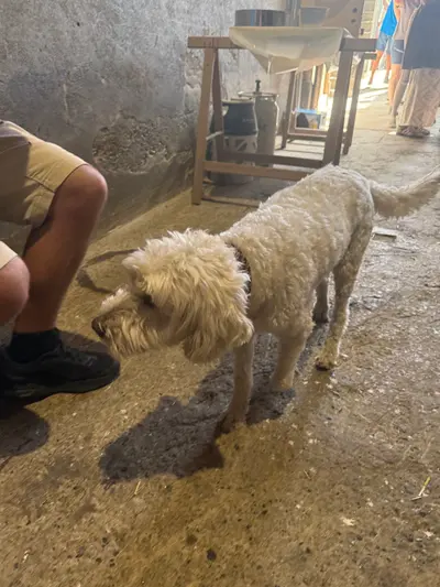 Ein Hund im Hof