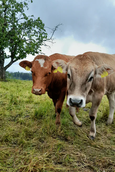 Landwirtschaftliche Nutzfläche des Betriebs Sennweid