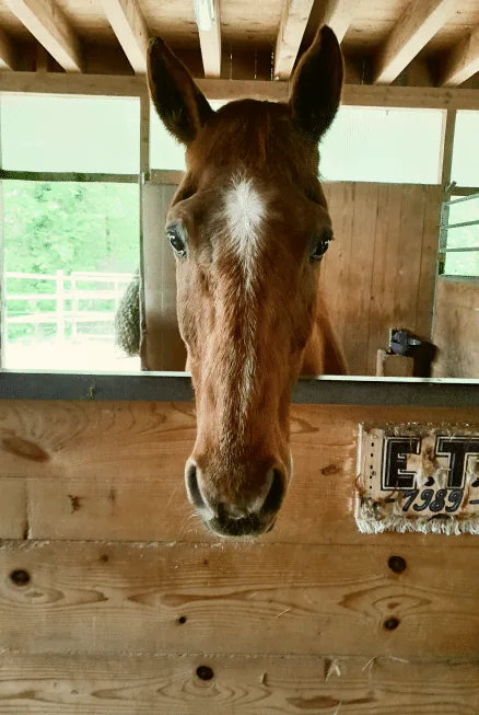 Pferd schaut aus der Box im Stall der Sennweid